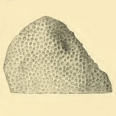 Heliolites bohemicus Wentzel, 1896 †