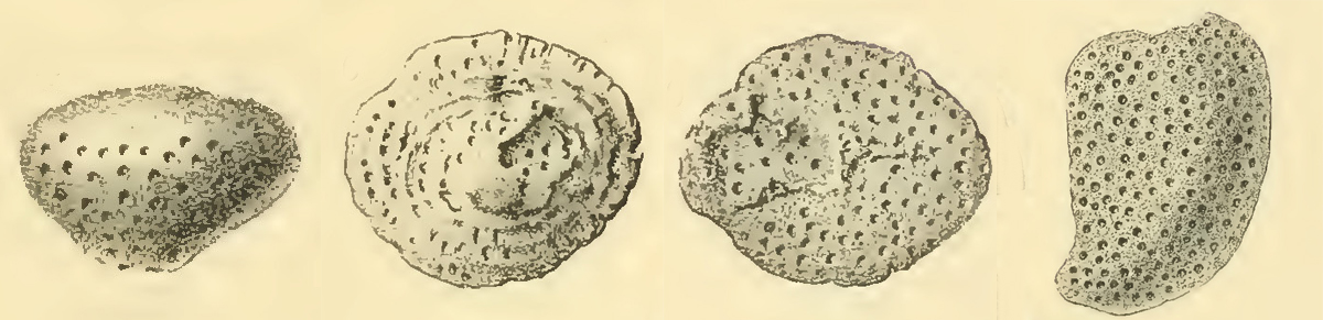 Heliolites decipiens McCoy, 1850 †
